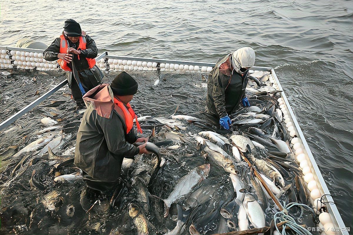電魚被逮到拘留規(guī)定【電魚行為的法律后果】