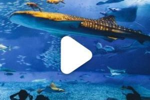 十大水族店加盟費明細【2025年十大水族店加盟費全景分析“歡樂水族”加盟費10萬元】