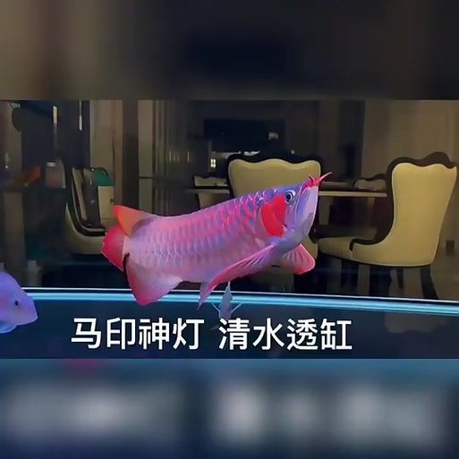 龍人最好的三個職業(yè)【《龍人最好的三個職業(yè)》】