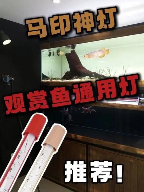 龍人最好的三個職業(yè)【《龍人最好的三個職業(yè)》】