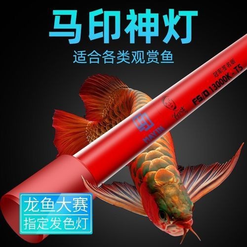 龍人最好的三個職業(yè)【《龍人最好的三個職業(yè)》】