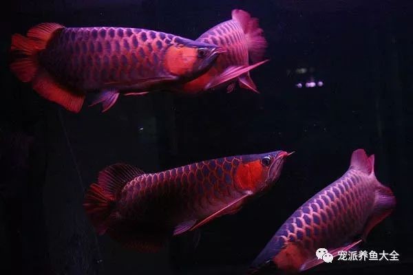 龍魚身最稀有的三個(gè)神獸【霓裳龍魚是一種神奇的存在】