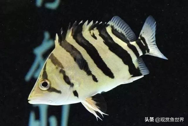 龍魚身最稀有的三個(gè)神獸【霓裳龍魚是一種神奇的存在】