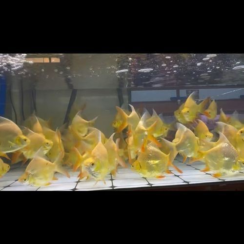 龍魚虎魚最佳搭配圖【養魚老道，龍魚和什么魚混養比較合適】