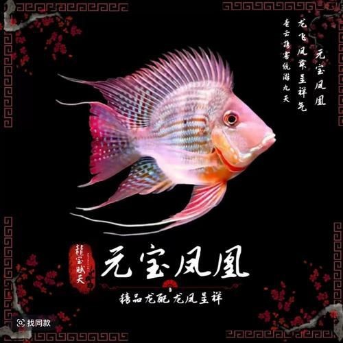 觀賞魚市場龍缸水草的摘要：<strong><mark>佛山</mark></strong>觀賞魚市場龍缸水草的摘要，<strong><mark>佛山</mark></strong>觀賞魚市場龍缸水草的摘要