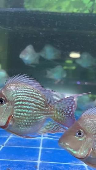 龍魚虎魚最佳搭配圖【養魚老道，龍魚和什么魚混養比較合適】