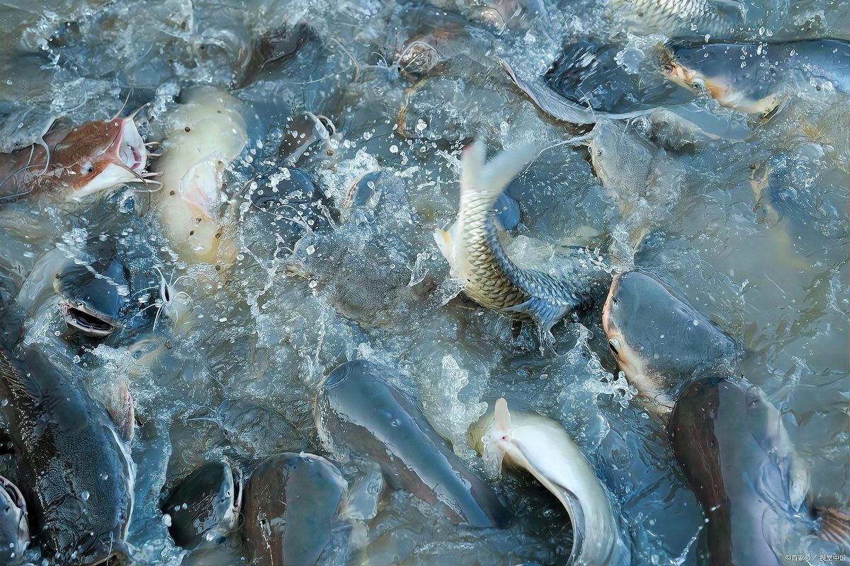 三年鴨嘴魚能長多大【三齡鴨嘴魚的生長特點】