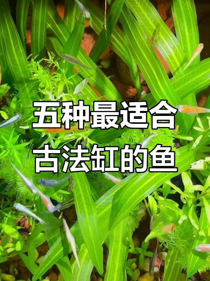 老式水缸適合養什么魚【古法缸必養五種魚,耐性強又美觀】