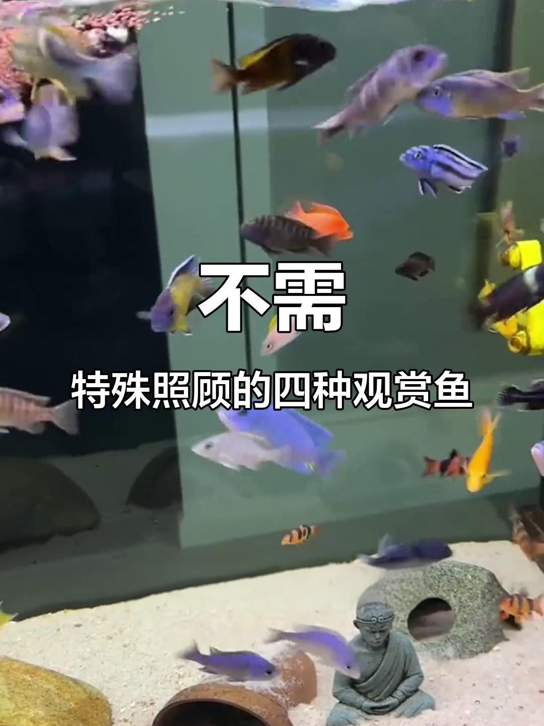 老式水缸適合養什么魚【古法缸必養五種魚,耐性強又美觀】