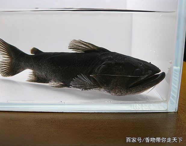 大嘴鯨魚品種【2018年北京水族館的大嘴鯨魚品種實驗顯示12條】