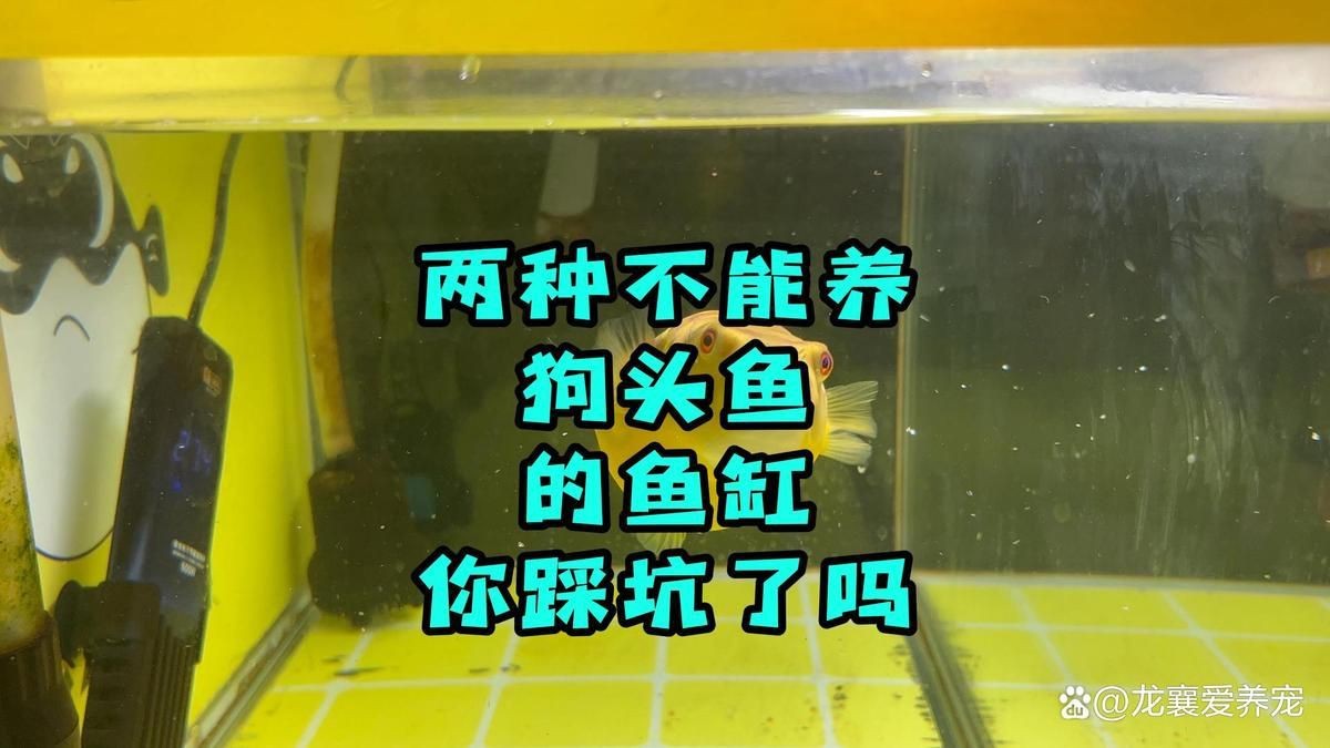 紅圓點狗頭魚能活幾年【奈及利亞紅圓點狗頭魚能長多大紅圓點狗頭魚的壽命】