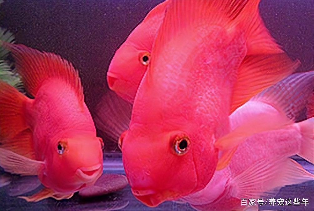 紅色財神魚買回去就變白【紅色財神魚變白了怎么辦】 紅色財神魚買回去就變白【紅色財神魚變白了怎么辦】 龍魚論壇 第1張