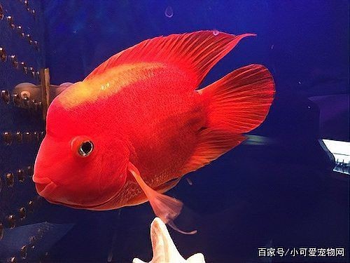 紅色財神魚買回去就變白【紅色財神魚變白了怎么辦】 紅色財神魚買回去就變白【紅色財神魚變白了怎么辦】 龍魚論壇 第3張