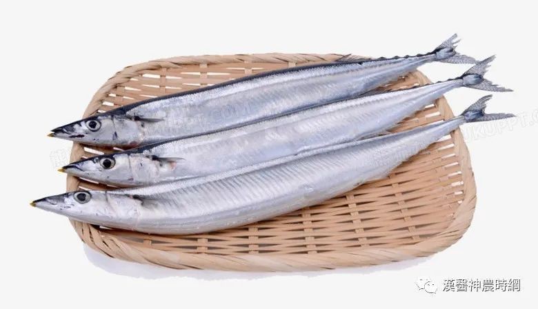 秋刀魚的營養價值及功效【復禾健康秋刀魚的營養價值與功效】