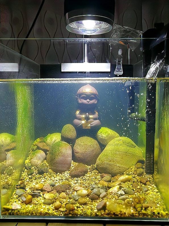 魚缸爆藻是好還是不好【萌寵趣探社，魚缸長藻都有什么利弊】