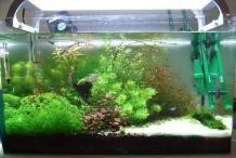 魚缸爆藻是好還是不好【萌寵趣探社，魚缸長藻都有什么利弊】