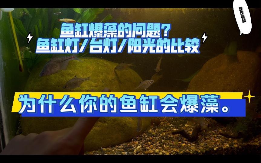 魚缸爆藻是好還是不好【萌寵趣探社，魚缸長藻都有什么利弊】