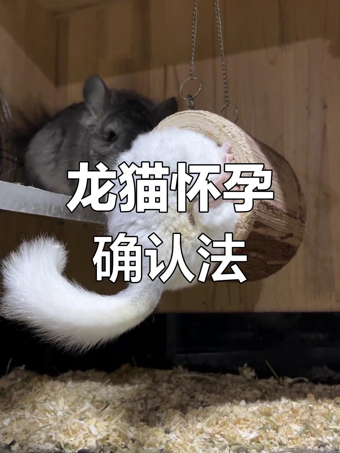 如何判斷龍貓是否懷孕？【如何判斷龍貓是否懷孕】