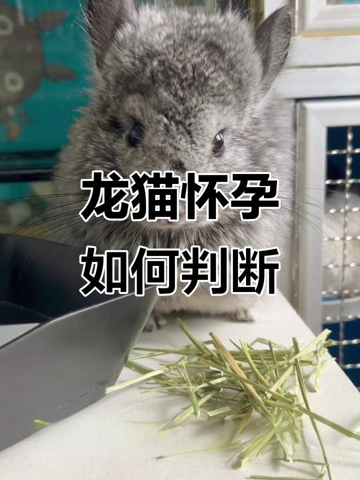 如何判斷龍貓是否懷孕？【如何判斷龍貓是否懷孕】