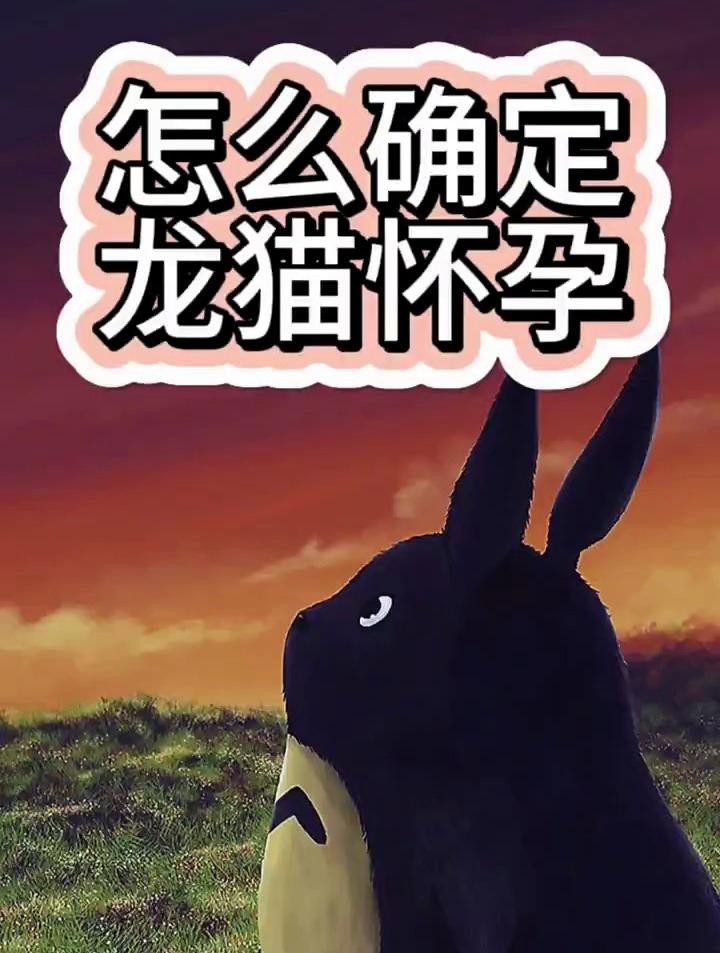 如何判斷龍貓是否懷孕？【如何判斷龍貓是否懷孕】