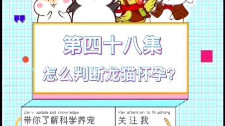 如何判斷龍貓是否懷孕？【如何判斷龍貓是否懷孕】