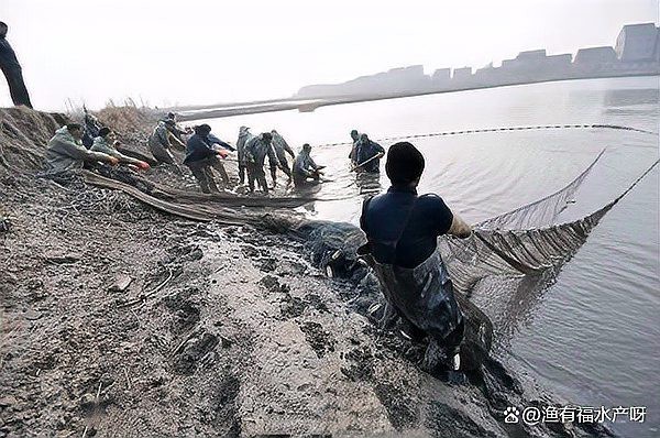 龍魚水霉病最好的治療方法【龍魚得了水霉病怎么治最快掌握這些方法魚兒健康無憂】