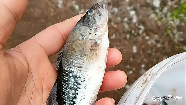 龍魚水霉病最好的治療方法【龍魚得了水霉病怎么治最快掌握這些方法魚兒健康無憂】