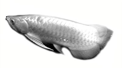 風水龍魚多少錢一條啊【風水龍魚價格大揭秘】