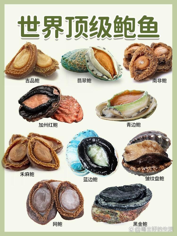 十大最貴鮑魚排名【世界十大最貴鮑魚品種排行榜《十大最貴鮑魚排名》】