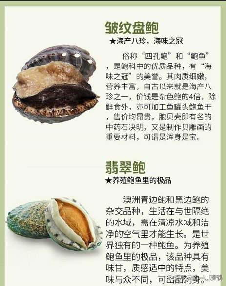 十大最貴鮑魚排名【世界十大最貴鮑魚品種排行榜《十大最貴鮑魚排名》】