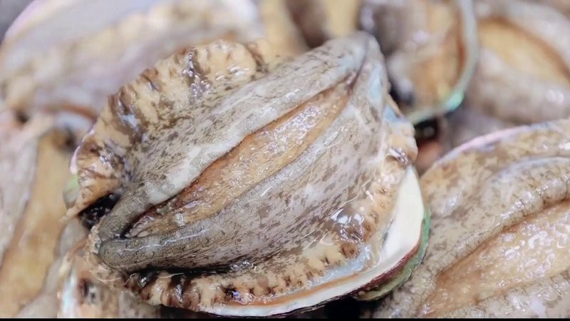 十大最貴鮑魚排名【世界十大最貴鮑魚品種排行榜《十大最貴鮑魚排名》】
