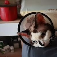 紅尾平克兇猛嗎【淺析紅尾平克的兇猛性】