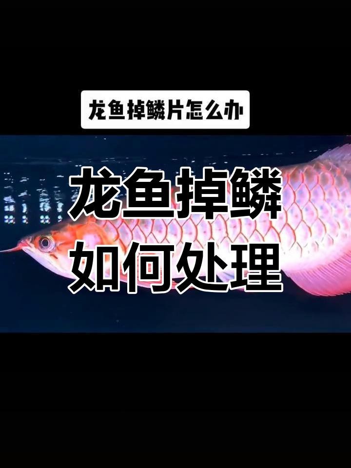龍魚鱗片松動如何預防？【龍魚掉鱗片怎么辦這些方法幫你恢復健康全民小視頻】