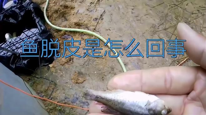 如何預(yù)防龍魚(yú)身上出現(xiàn)白色脫皮？【**龍魚(yú)身上出現(xiàn)白色脫皮可能由多種原因引起】