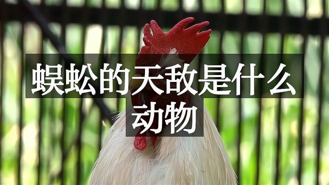 紅龍蜈蚣有哪些天敵？【紅龍蜈蚣的天敵是什么？】