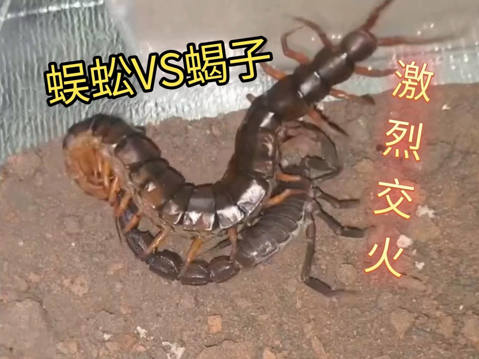 紅龍蜈蚣有哪些天敵？【紅龍蜈蚣的天敵是什么？】