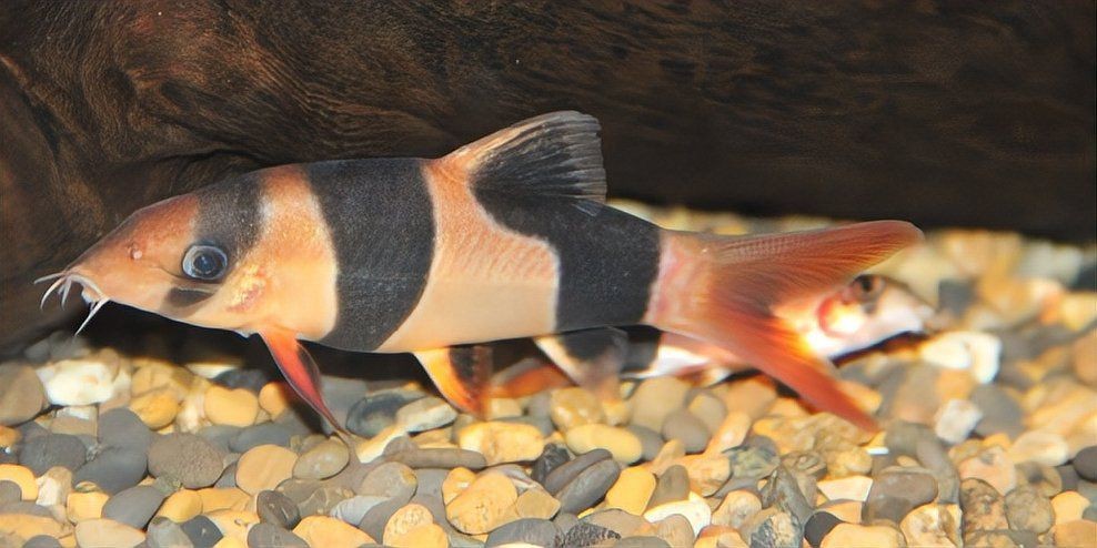 金苔鼠吃魚糞便嗎【金苔鼠吃魚糞便的原因】