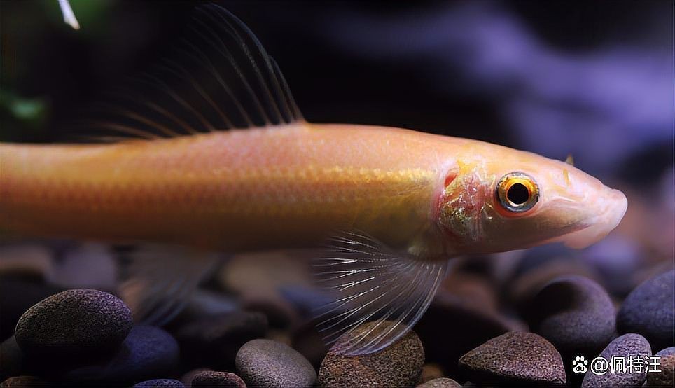 金苔鼠吃魚糞便嗎【金苔鼠吃魚糞便的原因】