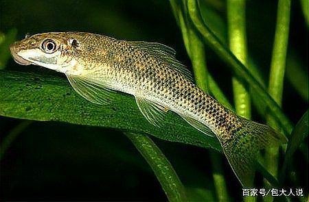 金苔鼠吃魚糞便嗎【金苔鼠吃魚糞便的原因】