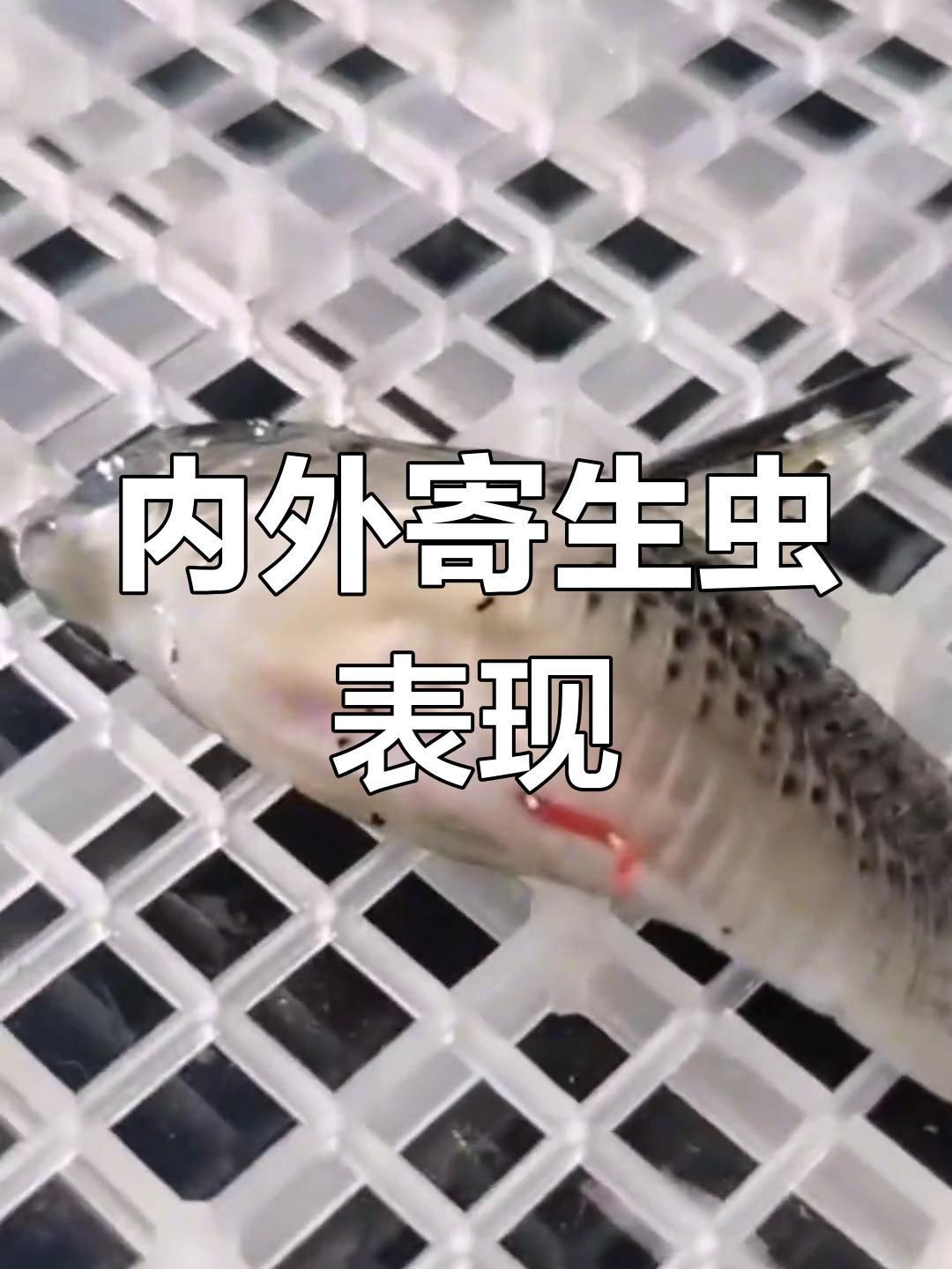 龍魚內寄和外寄的癥狀有哪些區別？【如何判斷龍魚有寄生蟲】