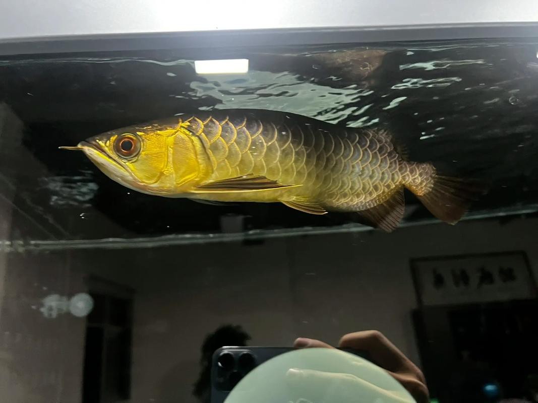 金龍魚藍底過背的圖片【《金龍魚藍底過背：獨特魅力的水中精靈》】