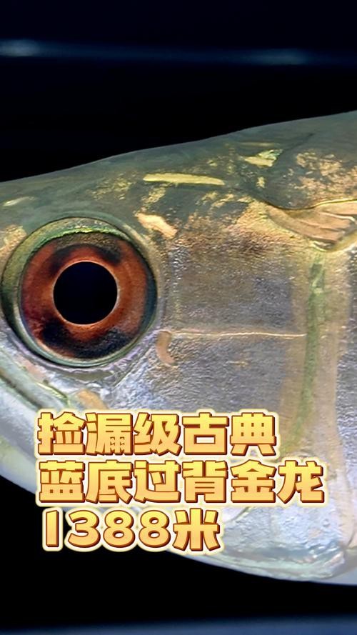金龍魚藍底過背的圖片【《金龍魚藍底過背：獨特魅力的水中精靈》】