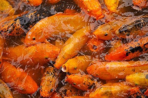 高清龍鳳魚圖片做壁紙合適嗎？【高清龍鳳魚圖片壁紙有哪些尺寸】
