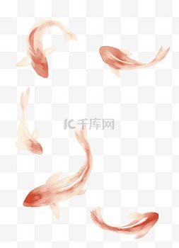 高清龍鳳魚圖片做壁紙合適嗎？【高清龍鳳魚圖片壁紙有哪些尺寸】