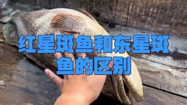 紅斑魚和東星斑的區別【紅斑魚與東星斑的區別】