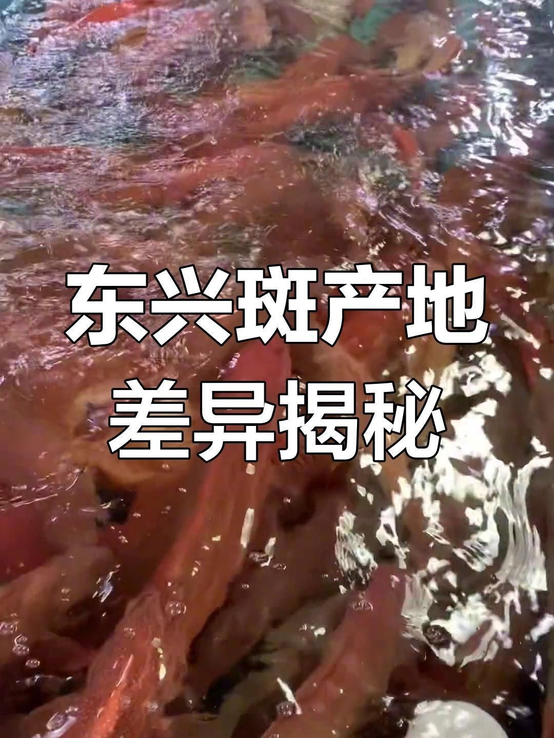 紅斑魚和東星斑的區別【紅斑魚與東星斑的區別】