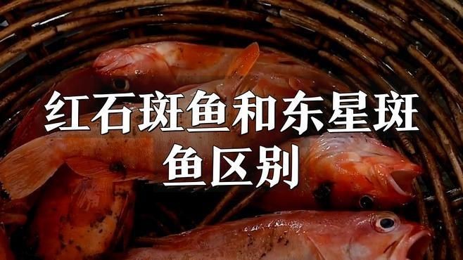 紅斑魚和東星斑的區別【紅斑魚與東星斑的區別】