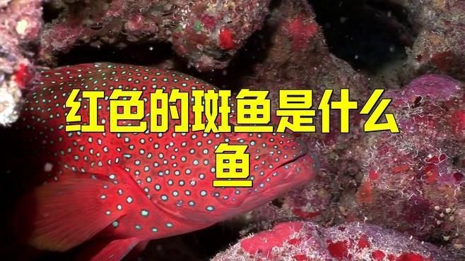 紅斑魚和東星斑的區別【紅斑魚與東星斑的區別】