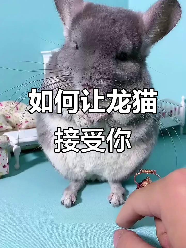 龍貓多久適應新主人？【如何讓龍貓從緊張到粘人三步搞定龍貓認主時間表】