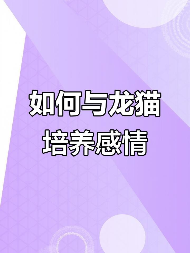 龍貓多久適應新主人？【如何讓龍貓從緊張到粘人三步搞定龍貓認主時間表】